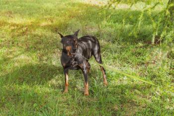 Doberman Pinscher in the summer park on a slip lead