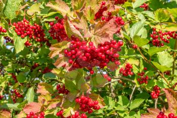 Bunches of red berries of a Guelder rose or Viburnum. Shrub on a sunny day at the end of the summer season.