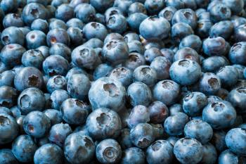 Close-up of organic Vaccinium Berries, fruity blue background