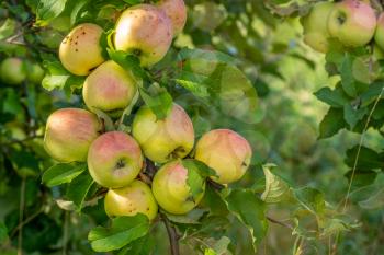 Apple fruits growing on the wild apple tree