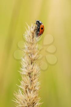 Red spotted ladybug sitting on the dry plant