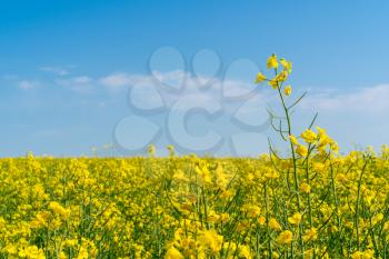 Rapeseed field in summer with blue sky 