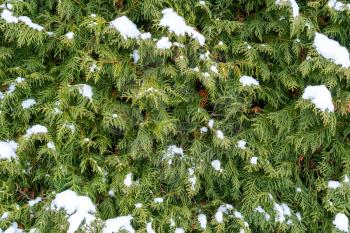 Background of thuja with snow on branches