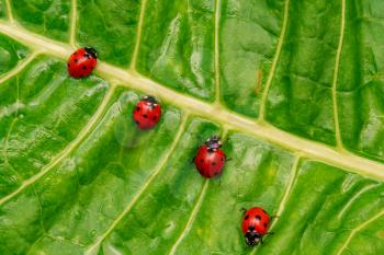 Ladybirds family on the green leaf after rain