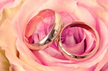 Two wedding rings with beautiful rose flower. Close-up view