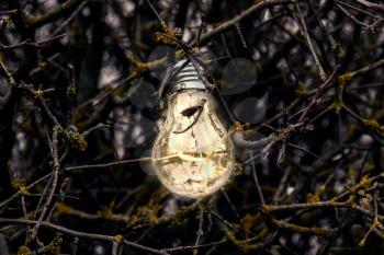 Glowing light bulb  on the branches of wild bush