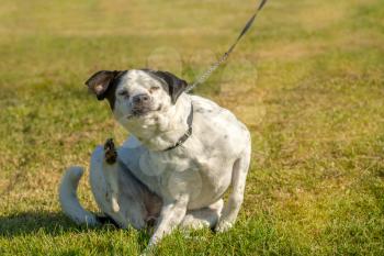 Dog scratching body on green grass outdoor in the park on sunny day