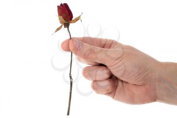 Hand with dried red rose isolated on white background. Traditional symbol of a broken heart and lost love. Memory, deathy, loss concept. Life anf dead. Copy space.