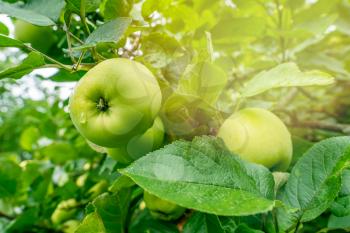Green apple fruits on the wild apple tree