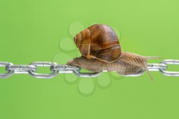 Garden snail crawling on the metal chain over a green background
