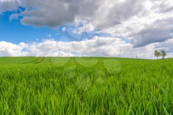 Field of green grain, horizon and clouds on the blue sky, spring view