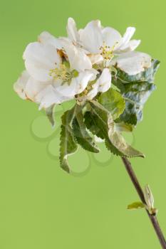 Spring. Blossoming branch of an apple-tree on a green background.