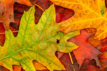 Colorful backround image of fallen autumnal leaves perfect for seasonal use