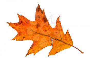 Orange and red maple leaf isolated on white background. Autumn flora.