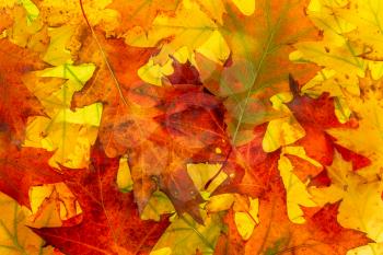 Background of colorful autumnal leaves. Autumn Leaves Background.