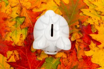White piggy bank with colorful autumn foliage. Financial concept.Top view.