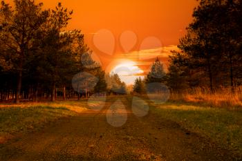 Forest with country road at sunset. Lane running through the autumn deciduous forest at sunset or sunrise. 