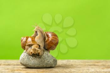 Two garden snails hugging, sitting on a stone. Spring. Selective focus.Copy space.