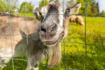 Curious goat sticking out head through a metal net