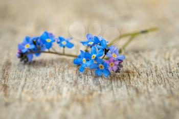 Blue forget-me-not flowers on the old wooden background