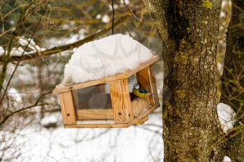 Tit at the feeder in winter. A small bird sits on the edge of the house with seeds against the background winter trees