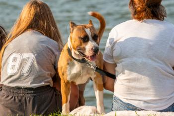 Family with dog breed pit bull relaxing in a nature. Concept of friendship between humans and animals.