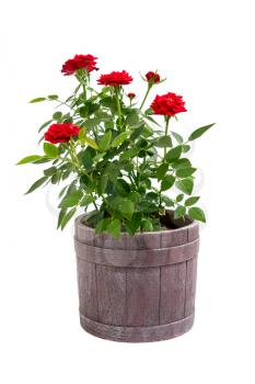 Red rose flowers in a pot isolated on white background