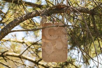 Light wood rustic sign board hanging on a pine tree. Copy space.