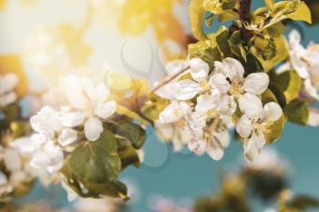 Spring macro natural photo: flowers of cherry and apple tree on a bright sunny day