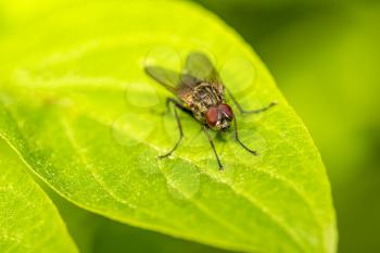 Blowfly, carrion fly, black fly sitting on a green leaf, close up view. Natural background.