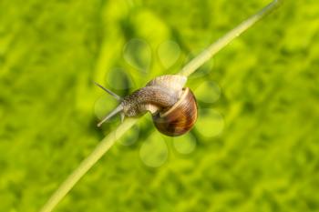 Little snail sitting on the dandelion stem and looking down