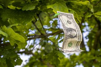 One  dollar bill on the tree. Money Does Grow on Trees - conceptual image.