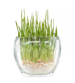 Growing grass concept in glass pot