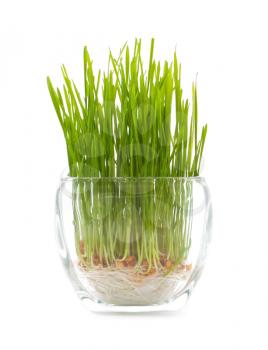 Young grass in the glass pot