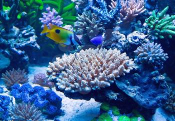 Salt water corals and fish