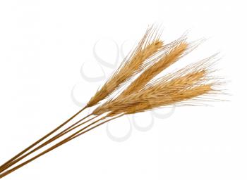 Wheat ears over white background