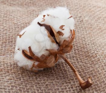 Cotton ball on sacking material