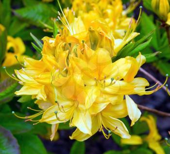 Elegant yellow rhododendron in park