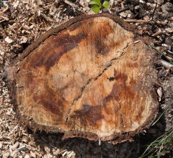 Stump in the wood