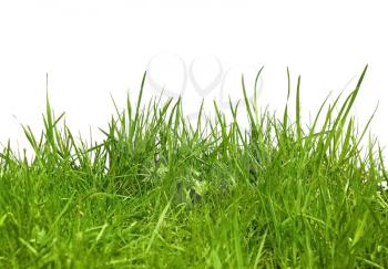 Green grass isolated in the field