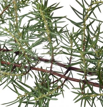 Branch of juniper isolated on white background