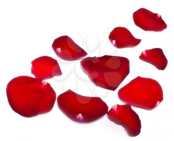 Red rose petals isolated on white background