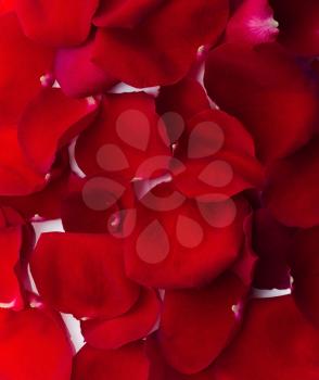 Elegant red rose petals texture or background