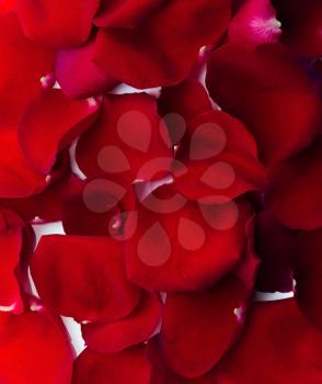 Elegant red rose petals texture or background