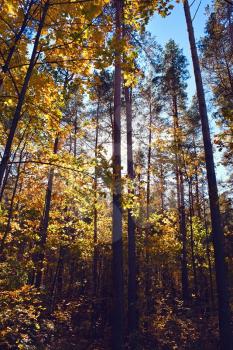 Sunny forest in the autumn season