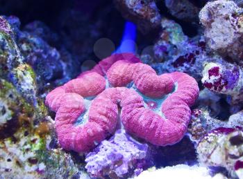 Beautiful corral in salt water aquarium, Lobophyllia hemprichii