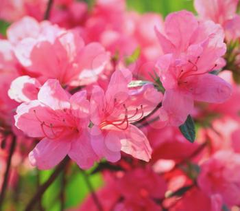 Beautiful pink rhododendron flowers