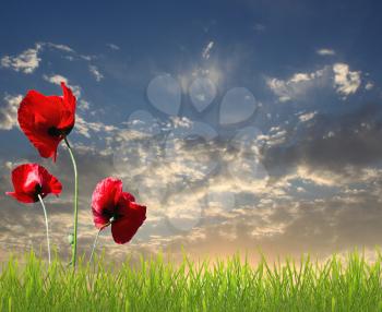Sunset sky and red poppies in green grass