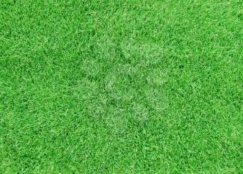 Football grass in the field