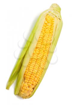 Corn on the white background